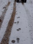 cattracks2.jpg