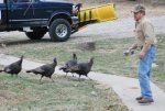 2011 Ohio Wild Turkeys 5.jpg
