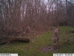 April 15 2011 3-4 inch antlers already0001.jpg