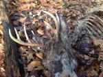 DEADHEAD1-11-13.JPG