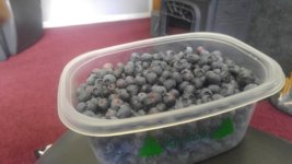 blue berries.jpg