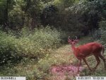 IM000077 young buck 8-3-11.jpg