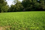 Food Plot 3.jpg