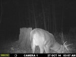 Trail Cam Pic 9 point.jpg