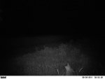 PICT0231 8-29-11 coyote howl 2.jpg