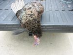 IMG_1218.JPG