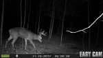 my buck 2017.jpg