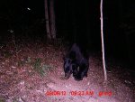 black bear.JPG