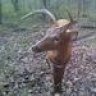 swamp_donkey819