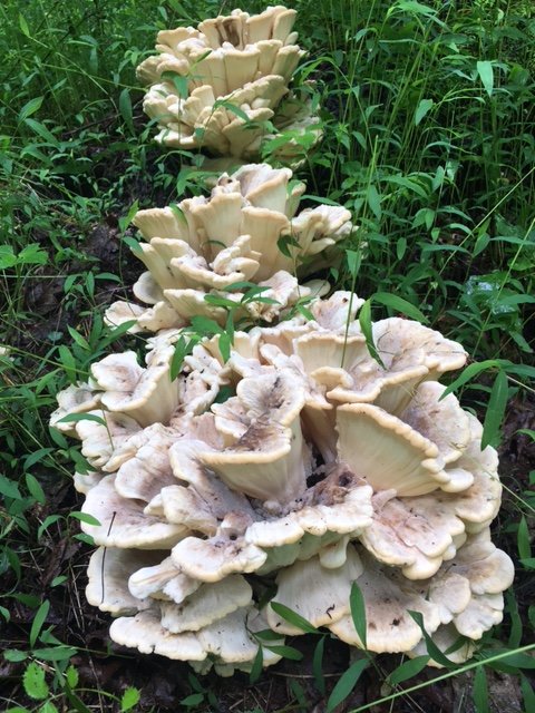 Black Staining Polypore.JPG