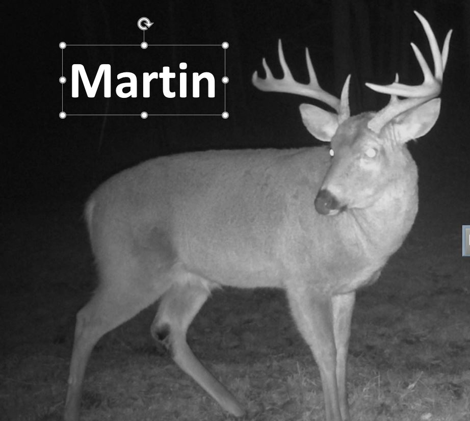 Martin.JPG