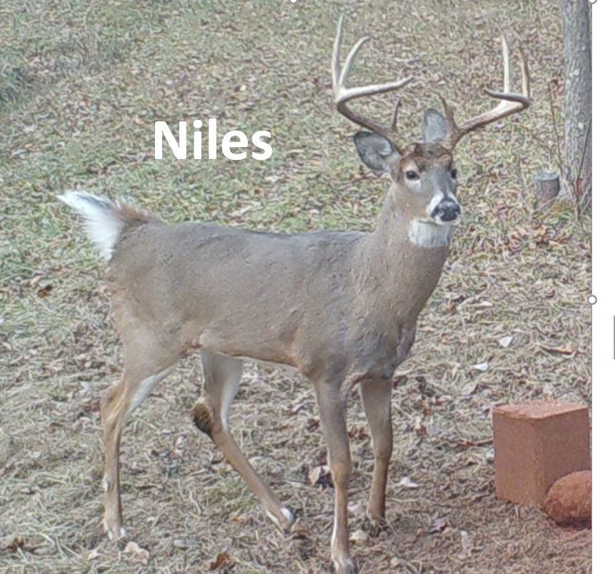 Niles.JPG