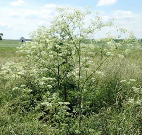 poisonhemlock2.jpg