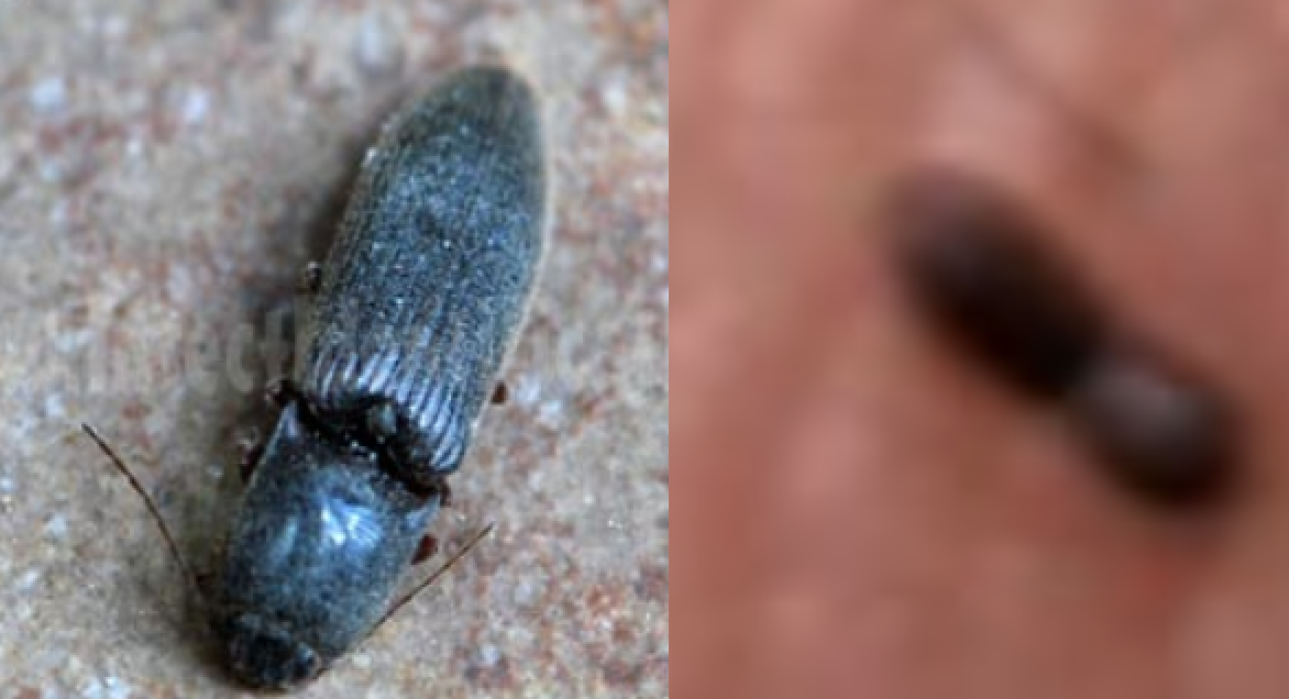 What are these bugs? The Ohio Outdoors