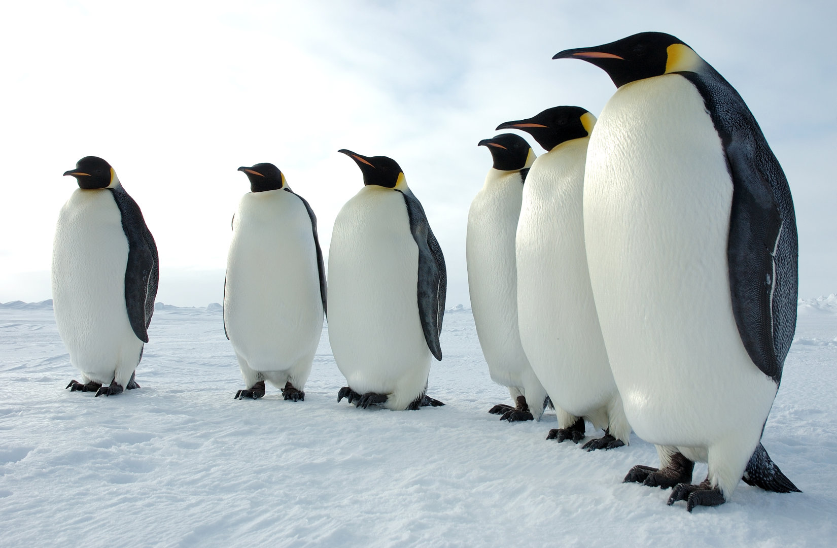 six_emperor_penguins.jpg