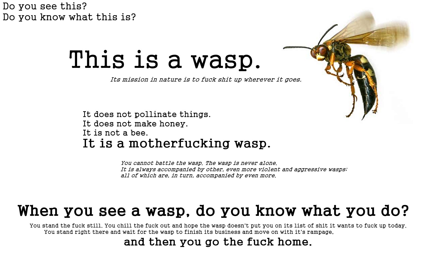 wasp.jpeg
