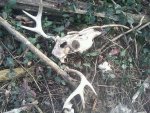 3-11-12 dead head busted antler and skull.jpg