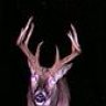 deerslayer1985