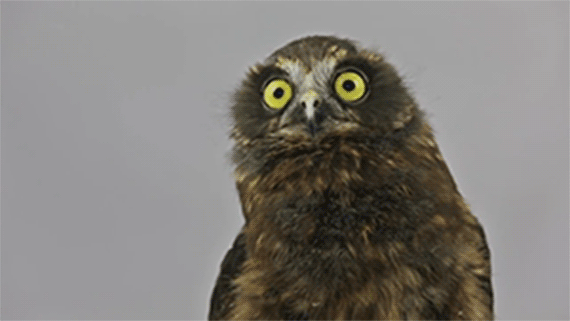 owl-funny-gif.gif